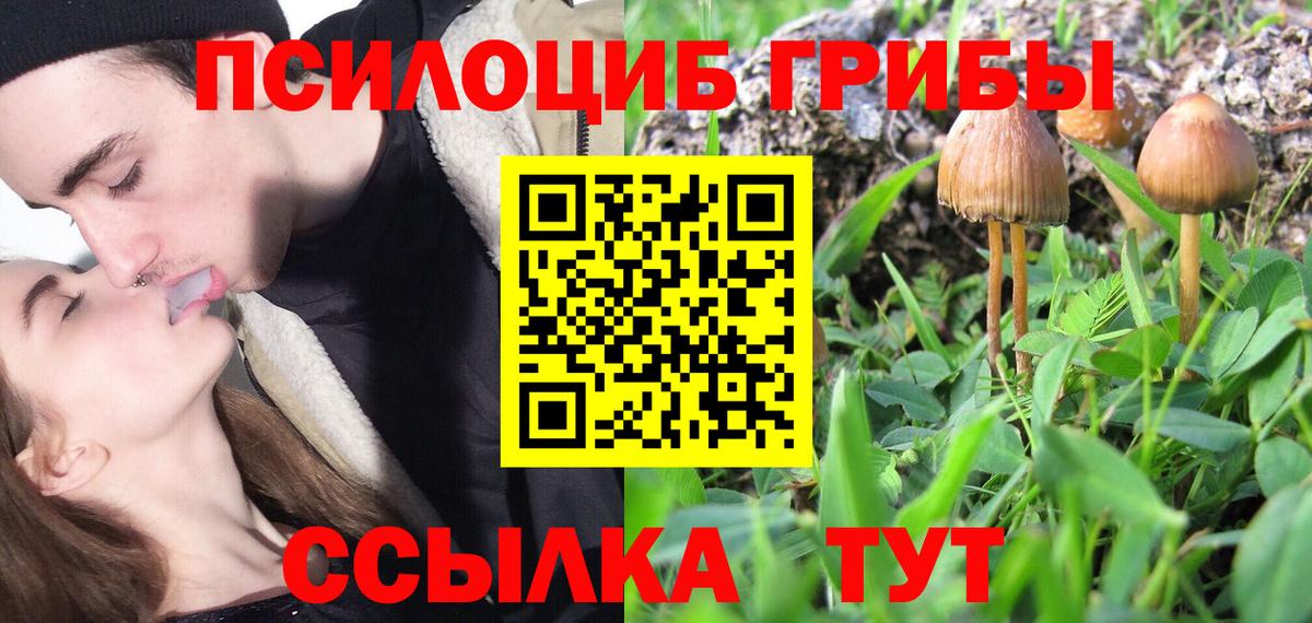 Сертолово  закладки  Вход с VPN  Псилоцибиновые грибы Cubensis 